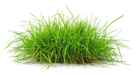 Grass isolated on white background. Illustration generatd by ai