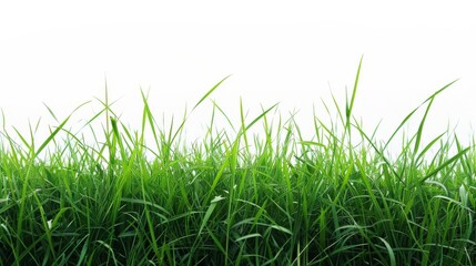 Fototapeta premium Grass isolated on white background. Illustration generatd by ai