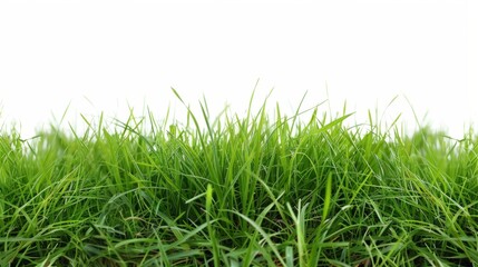 Fototapeta premium Grass isolated on white background. Illustration generatd by ai