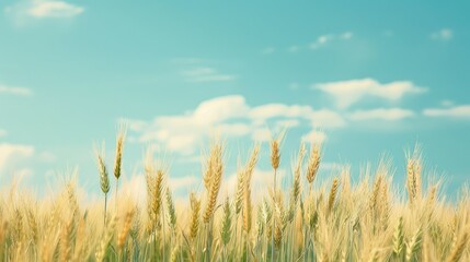 Obraz premium The wheat field set against a backdrop of a clear blue sky