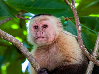 Wild White-faced Capuchin in Costa Rica