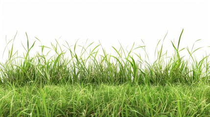 Fototapeta premium Grass isolated on white background. Illustration generatd by ai