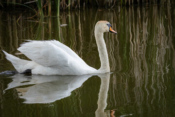 On a sunny summer day, an adult mute swan swims in the water with a reflection perpendicular to the camera lens. 