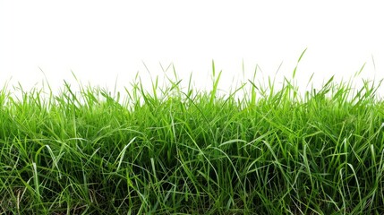 Fototapeta premium Grass isolated on white background. Illustration generatd by ai
