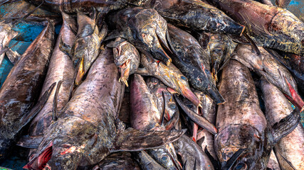 Junglighat, located in Port Blair, the main city of the Andaman Islands, is the largest fish landing center of the islands with proximity to storage centers