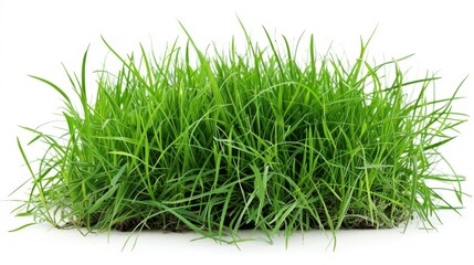 Grass isolated on white background. Illustration generatd by ai