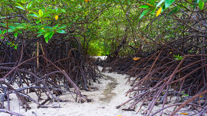 Andaman's dense mangroves are vital for wildlife habitat, shoreline protection, and unique ecosystems, with intricate roots playing crucial roles in biodiversity conservation and coastal resilience.