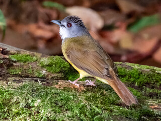 Yellow-bellied Bulbul in Borneo, Malaysia