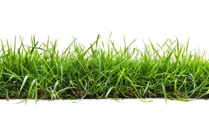 Fototapeta premium Grass isolated on white background. Illustration generatd by ai