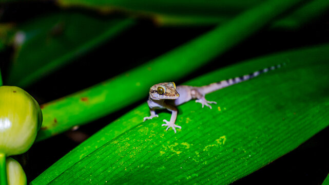 The Andaman bent-toed gecko, Cyrtodactylus rubidus, also known as the red bow-fingered gecko, is a distinctive, endemic lizard species found in the Andaman Islands.