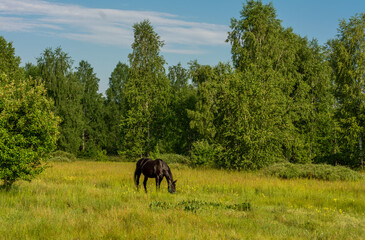 Fototapeta premium A horse grazes in a meadow near the forest.