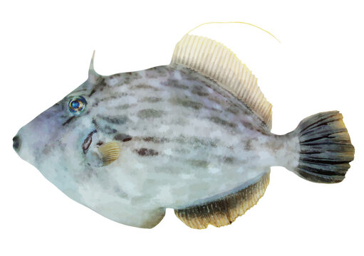 美味しい海の魚、ホンカワハギの魚体（雄・リアルルック・切り抜き白背景イラスト）