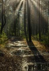 Sunny morning in the forest. The rays of the sun break through the branches of the trees. Good weather for nature walks.