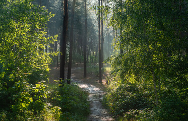 Obraz premium Sunny morning in the forest. The rays of the sun break through the branches of the trees. Good weather for nature walks.