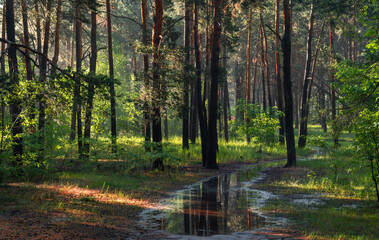 Obraz premium Morning in the forest. Puddles on the paths after the rain. Trees are reflected in the water. Fresh air. Good weather for nature walks.