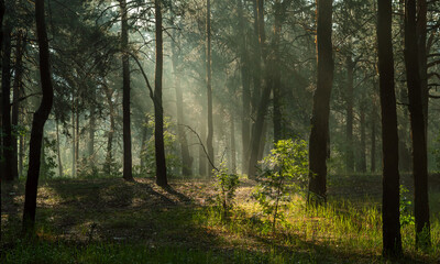 Sunny morning in the forest. The rays of the sun break through the branches of the trees. Good weather for nature walks.