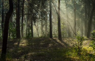 Sunny morning in the forest. The rays of the sun break through the branches of the trees. Good weather for nature walks.