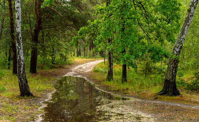 Morning in the forest. Puddles on the paths after the rain. Trees are reflected in the water. Fresh air. Good weather for nature walks.