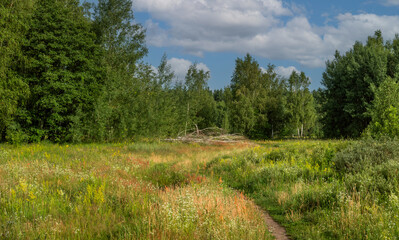 Walks in the open air. Path through the meadow along the forest. Nice and beautiful nature.