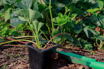 Method for rooting strawberries in a pot. Strawberry transplantation and propagation