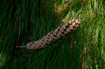 close up of pine cones