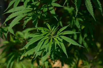 Cannabis, Marijuana, weed plan that grows in Himalaya, Manali, India, Earth