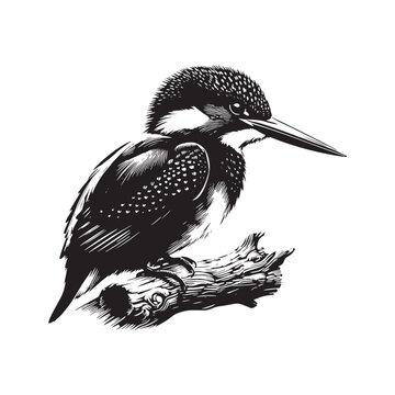recommend clip art: Kingfisher silhouette shape variation - minimallest kingfisher vector
                    