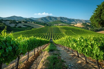 Naklejka premium A picturesque vineyard with rows of grapevines stretching into the distance, under a clear blue sky. 