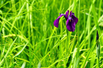 緑の葉を背景にした野花菖蒲