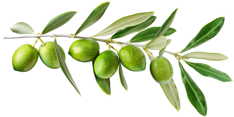 Green olives with leaves  isolated on transparent or white background