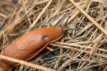 Arion vulgaris snail
