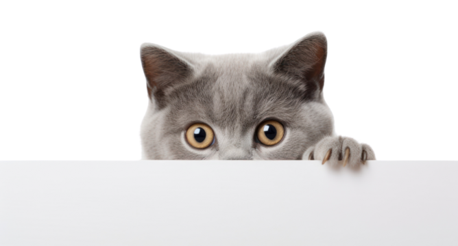 PNG British shorthair peeking mammal animal.