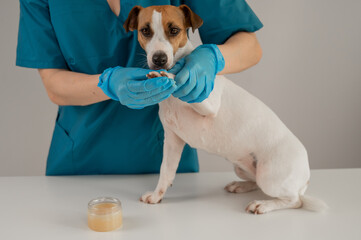 A veterinarian applies wax to the paws of a Jack Russell Terrier dog.