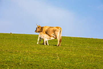 A cow is feeding its little cow on green grassland, Xinjiang, China