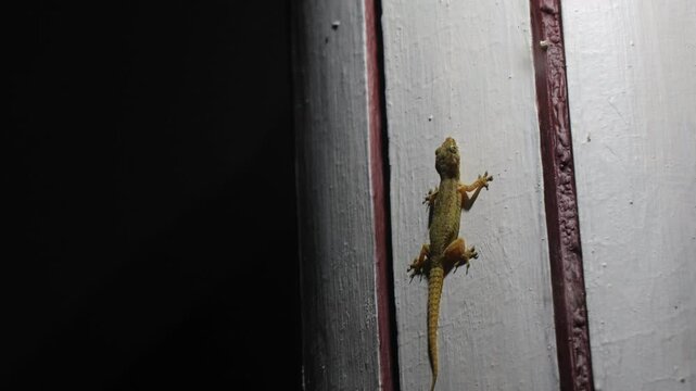 Common house gecko catching insects. It is a very common lizard found in South India and many other places.