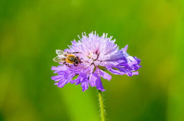 A bee collects nectar on a purple flower against a green background. Insect close-up.
