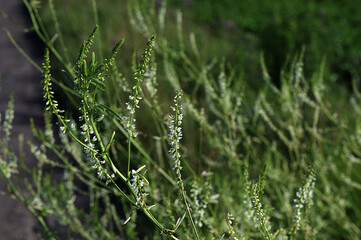 Melilotus albus flowers growing in a field