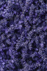 Lavender flowers texture background, lavandula perfume buds pattern, petals banner, fragrance lilac blossoms