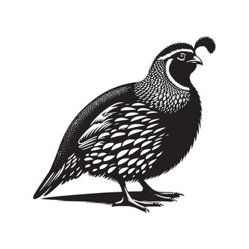 recommend clip art: Quail vector silhouette art - quail illustration - quail black vector