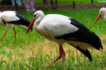 white stork ciconia