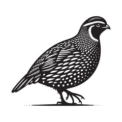 Quail silhouette profile view - quail illustration - quail black vector
