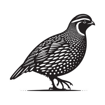 recommend clip art: Quail silhouette profile view - quail illustration - quail black vector
                    