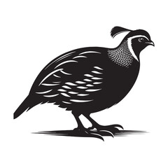 Detailed quail silhouette shape - quail illustration - quail black vector