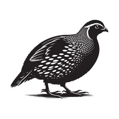 Quail silhouette vector - quail illustration - quail black vector
