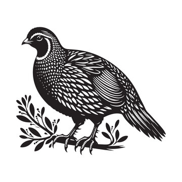 recommend clip art: Simplified quail silhouette - quail illustration - quail black vector