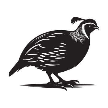 recommend clip art: Detailed quail silhouette shape - quail illustration - quail black vector