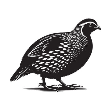 recommend clip art: Quail silhouette vector - quail illustration - quail black vector
                    