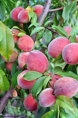 close-up of the ripe organic peaches branch in the orchard at sunny summer day, vertical composition