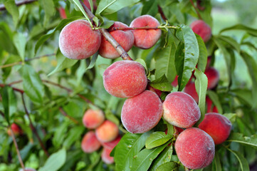  close-up of the ripe organic peaches branch in the orchard at sunny summer day