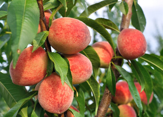  close-up of the ripe organic peaches branch in the orchard at sunny summer day